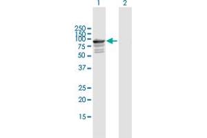 Western Blot analysis of TNXB expression in transfected 293T cell line by TNXB MaxPab polyclonal antibody.