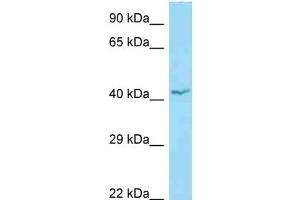 WB Suggested Anti-APOL1 Antibody Titration: 1.