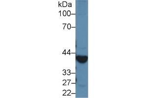 Detection of ADH1 in Rat Liver lysate using Polyclonal Antibody to Alcohol Dehydrogenase 1 (ADH1) (ADH1 Antikörper  (AA 169-370))