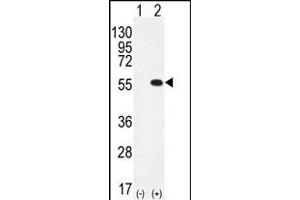 Western blot analysis of PRMT2 (arrow) using rabbit polyclonal PRMT2 Antibody  (ABIN387837 and ABIN2843934). (PRMT2 Antikörper  (C-Term))