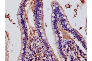 Immunohistochemistry of paraffin-embedded human small intestine tissue using ABIN7150690 at dilution of 1:100 (DUOX2 Antikörper  (AA 1-100))