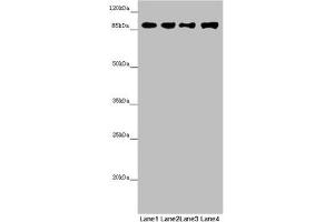 Western blot All lanes: COG4 antibody at 4. (COG4 Antikörper  (AA 506-785))
