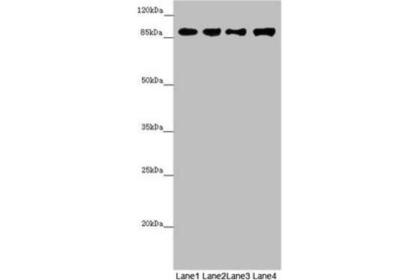 COG4 anticorps  (AA 506-785)
