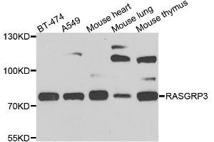Western blot analysis of extracts of various cell lines, using RASGRP3 antibody. (RASGRP3 Antikörper  (AA 540-689))