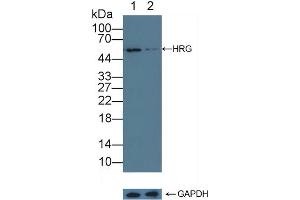 Western Blotting (WB) image for anti-Histidine-Rich Glycoprotein (HRG) (AA 18-254) antibody (ABIN7434977)