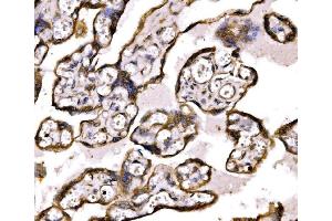 IHC analysis of BRSK1 using anti-BRSK1 antibody (ABIN7600990). (BRSK1 Antikörper  (AA 269-321))