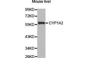 Western Blotting (WB) image for anti-Cytochrome P450, Family 1, Subfamily A, Polypeptide 2 (CYP1A2) antibody (ABIN1872162) (CYP1A2 Antikörper)