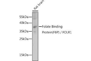 Western blot analysis of extracts of Rat brain, using Folate Binding Protein(FBP) / FOLR1 antibody (ABIN7267224) at 1:1000 dilution. (FOLR1 Antikörper  (AA 25-93))