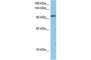 Western Blotting (WB) image for anti-TAF1 RNA Polymerase II, TATA Box Binding Protein (TBP)-Associated Factor, 250kDa (TAF1) (C-Term) antibody (ABIN2779667)
