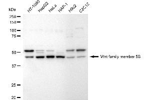 Western blotting analysis using Wnt family member 5B antibody (ABIN7800864).