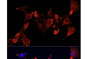 Immunofluorescence analysis of NIH-3T3 cells using CLUH Polyclonal Antibody at dilution of 1:100 (40x lens). (CLUH Antikörper)