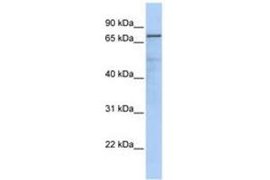 Image no. 1 for anti-Guanine Monophosphate Synthetase (GMPS) (AA 251-300) antibody (ABIN6741034) (GMP Synthase Antikörper  (AA 251-300))