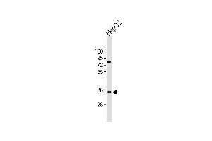 Anti-AKR7L Antibody (N-Term)at 1:2000 dilution + HepG2 whole cell lysates Lysates/proteins at 20 μg per lane. (AKR7L Antikörper  (AA 32-64))