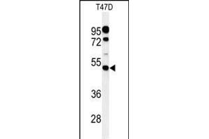 Western blot analysis of PIGM Antibody (C-term) (ABIN650949 and ABIN2840006) in T47D cell line lysates (35 μg/lane). (PIGM Antikörper  (C-Term))