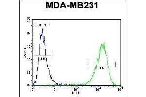 C Antibody (Center) (ABIN654467 and ABIN2844201) flow cytometric analysis of MDA-M cells (right histogram) compared to a negative control cell (left histogram). (CF150 (AA 266-295) Antikörper)