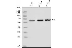 Western blot analysis of FEZF1 using anti-FEZF1 antibody (ABIN7601763).
