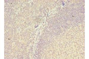 Immunohistochemistry of paraffin-embedded human tonsil tissue using ABIN7175970 at dilution of 1:100