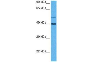 Host:  Rat  Target Name:  GJA8  Sample Tissue:  Rat Skeletal Muscle  Antibody Dilution:  1ug/ml (GJA8 Antikörper  (N-Term))