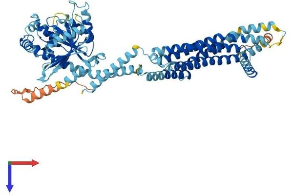 MX2 Protein (AA 1-655) (His tag)