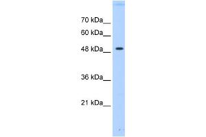 WB Suggested Anti-PTPN1 Antibody Titration:  0. (PTPN1 Antikörper  (Middle Region))