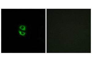Immunofluorescence (IF) image for anti-Ribosomal Protein L39 (RPL39) (N-Term) antibody (ABIN1850638) (RPL39 Antikörper  (N-Term))