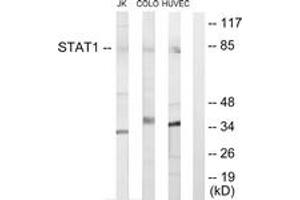 Western blot analysis of extracts from Jurkat cells/COLO205 cells/HuvEc cells, using STAT1 Antibody.