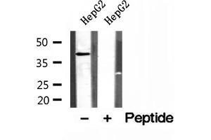 Western blot analysis of extracts of HepG2 cells, using PSAT1 antibody. (PSAT1 Antikörper  (Internal Region))