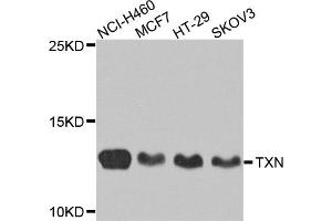 Western blot analysis of extracts of various cell lines, using TXN antibody. (TXN Antikörper)
