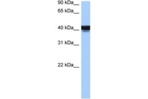 Western Blotting (WB) image for anti-Engrailed Homeobox 2 (EN2) antibody (ABIN2460205) (EN2 Antikörper)