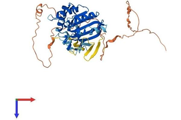 APOBEC4 Protein (AA 1-367) (His tag)