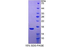 SDS-PAGE analysis of Dog RANTES Protein. (CCL5 Protein)
