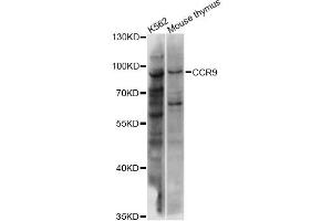 Western blot analysis of extracts of various cell lines, using CCR9 antibody (ABIN6291838) at 1:1000 dilution. (CCR9 Antikörper)