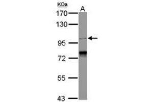 Image no. 1 for anti-Spindle and Centriole Associated Protein 1 (SPICE1) (C-Term) antibody (ABIN1491873) (SPICE1 Antikörper  (C-Term))