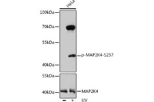 Western blot analysis of extracts of HeLa cells, using Phospho-MK4-S257 pAb  at 1:1000 dilution or MK4 antibody (ABIN7268641). (MAP2K4 Antikörper  (pSer257))