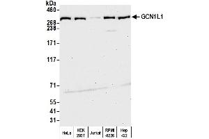 Western Blotting (WB) image for anti-GCN1 General Control of Amino-Acid Synthesis 1-Like 1 (Yeast) (GCN1L1) (AA 2621-2671) antibody (ABIN7450277)