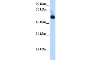 WB Suggested Anti-TRIM21 Antibody Titration:  1. (TRIM21 Antikörper  (C-Term))