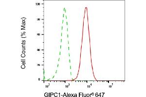 Flow cytometric analysis of GIPC1 expression in HepG2 cells using GIPC1 antibody (ABIN7798719), 1:2,000). (GIPC1 Antikörper)