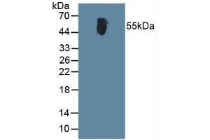 ALT antibody  (AA 367-480)