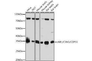 Western blot analysis of extracts of various cell lines, using J/CSN5/COPS5 Rabbit mAb (ABIN7266497) at 1:1000 dilution. (COPS5 Antikörper)