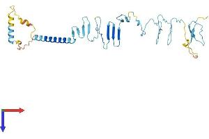 SGCB Protein (AA 1-320) (His tag)