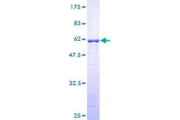 GGPS1 Protein (AA 1-300) (GST tag)