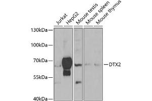 Western blot analysis of extracts of various cell lines, using DTX2 antibody (ABIN6127799, ABIN6139853, ABIN6139854 and ABIN6223266) at 1:1000 dilution. (DTX2 Antikörper  (AA 1-280))