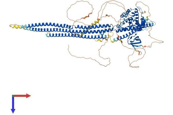 SRGAP1 Protein (AA 1-1062) (His tag)