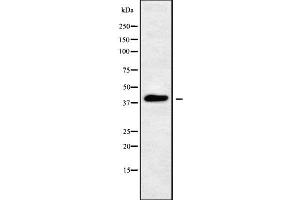 Western blot analysis of PEX12 using LOVO whole cell lysates (PEX12 Antikörper  (Internal Region))