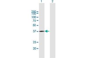 Western Blot analysis of RPUSD3 expression in transfected 293T cell line by RPUSD3 MaxPab polyclonal antibody. (RPUSD3 Antikörper  (AA 1-343))