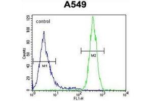 Flow cytometric analysis of A549 cells using GOLGA2L1 Antibody (C-term) Cat.