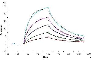 Anti-MASP2 Antibody captured on CM5 Chip via Protein A can bind Human MASP2, His Tag with an affinity constant of 3. (MASP2 Protein (AA 288-686) (His tag))