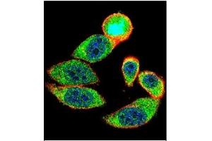 Image no. 1 for anti-Cyclin-Dependent Kinase Inhibitor 1B (p27, Kip1) (CDKN1B) (C-Term) antibody (ABIN358766) (CDKN1B Antikörper  (C-Term))