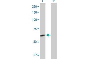 Western Blot analysis of NR6A1 expression in transfected 293T cell line by NR6A1 MaxPab polyclonal antibody.