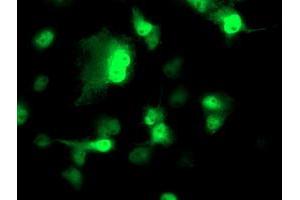 Anti-NDEL1 mouse monoclonal antibody (ABIN2454897) immunofluorescent staining of COS7 cells transiently transfected by pCMV6-ENTRY NDEL1 (RC212323). (NDEL1 Antikörper)